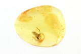 Fossil Wasp (Ichneumonidae) In Baltic Amber #270595-1